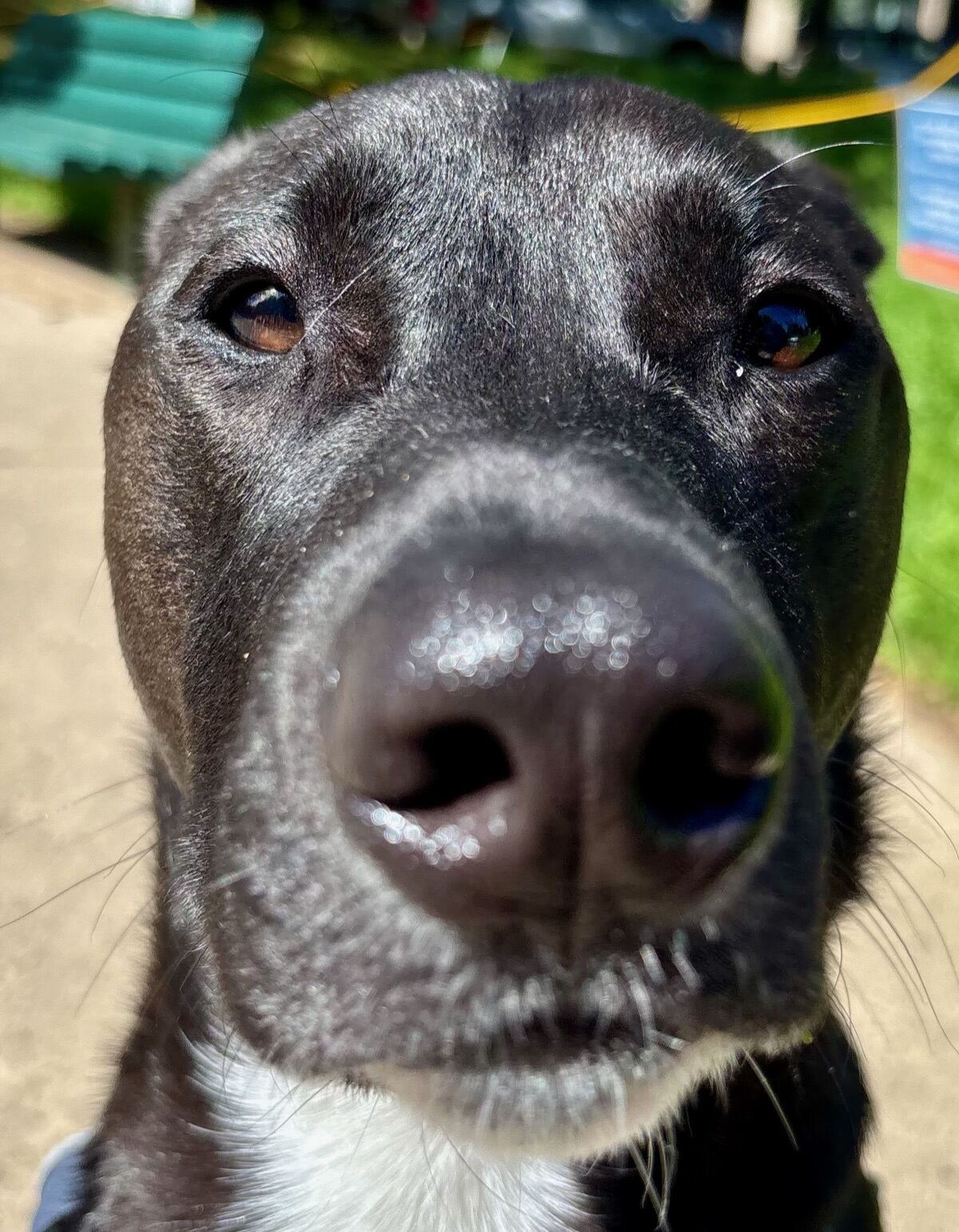 Blue, my dog